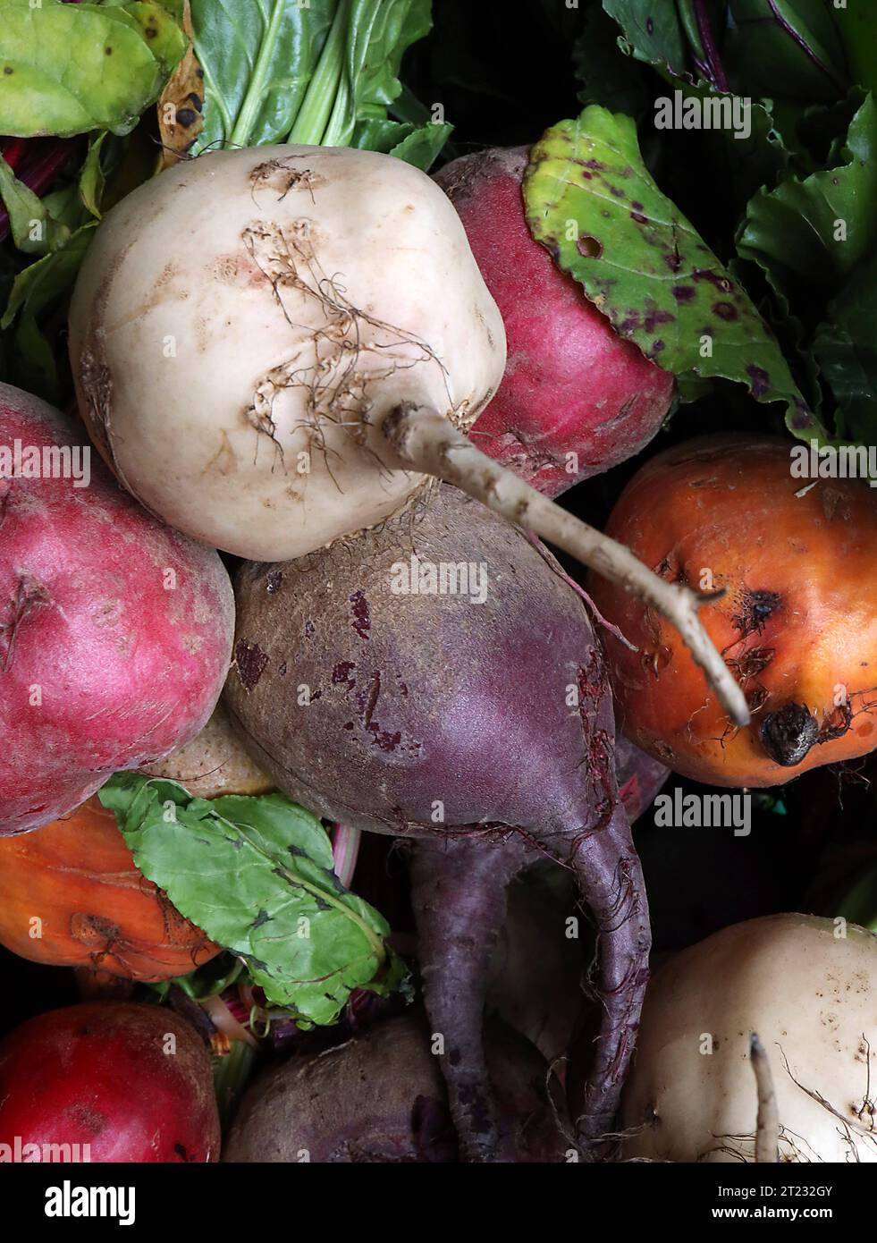 14.10.2023/Thüringen Weimar Zwiebelmarkt Herbst Herbstgemüse Ringelbete caramelle barbabietole betterave chioggia bunte Bete *** 14 10 2023 Turingia Weimar mercato della cipolla autunnale boccoli di verdure caramelle barbabietola da zucchero betterave chioggia barbabietola colorata credito: Imago/Alamy Live News Foto Stock