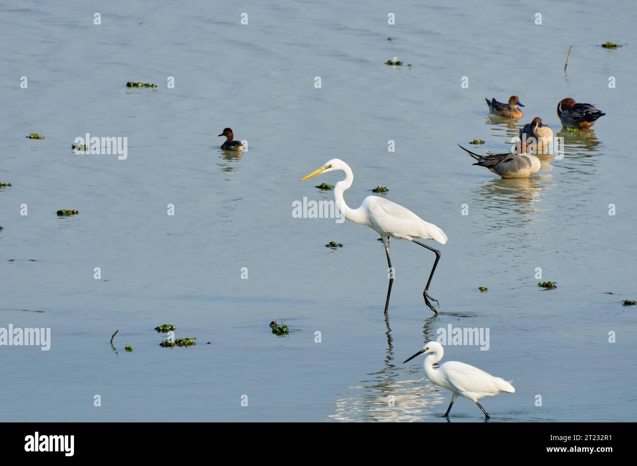 Egrets grandi e piccole accanto alle Northern Pintails Foto Stock