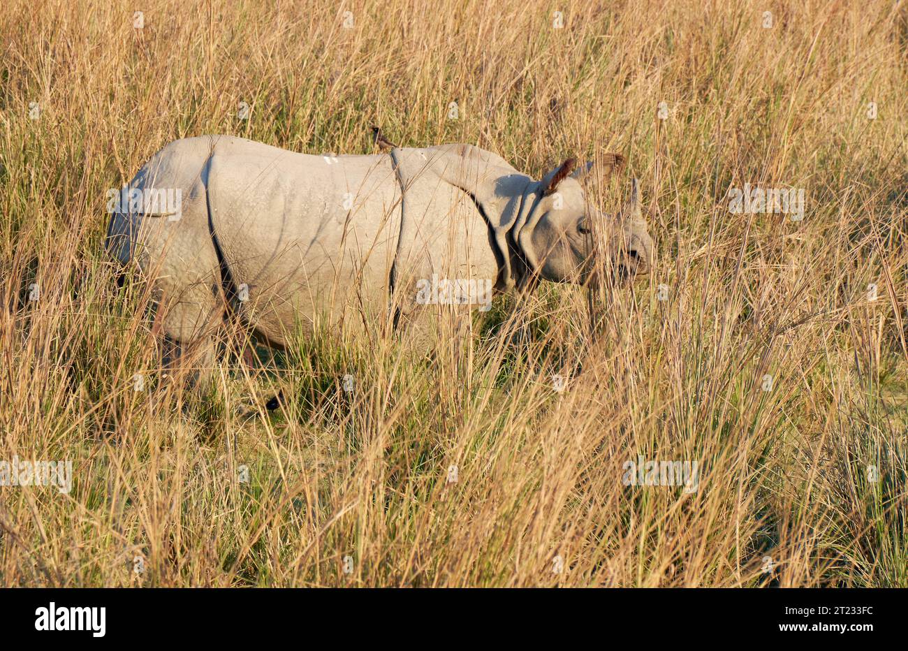 Rinoceronte indiano con una sola corna Foto Stock