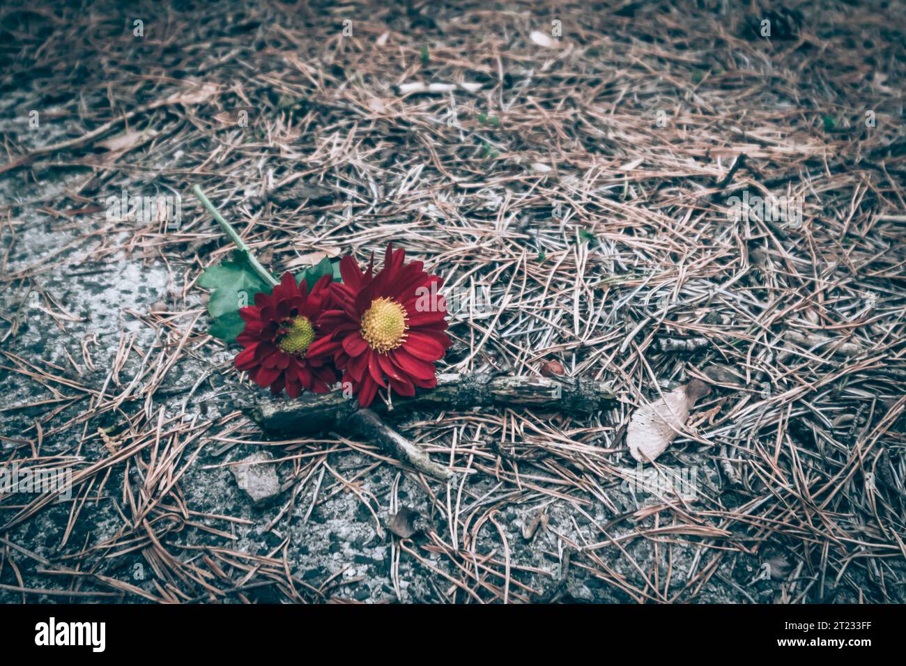 Celebrazione del giorno di tutte le anime nel cimitero, decorazione cristiana tradizionale su lapide Foto Stock