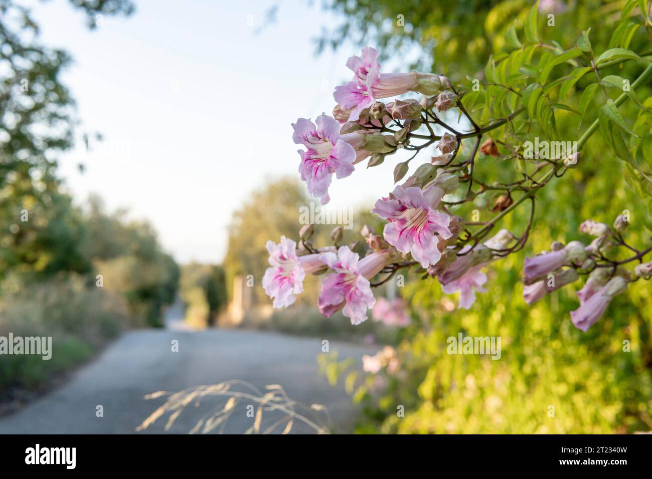 Primo piano dei fiori di bignonia rosa, Bignonia callistegioides, sull'isola di Maiorca, Spagna Foto Stock