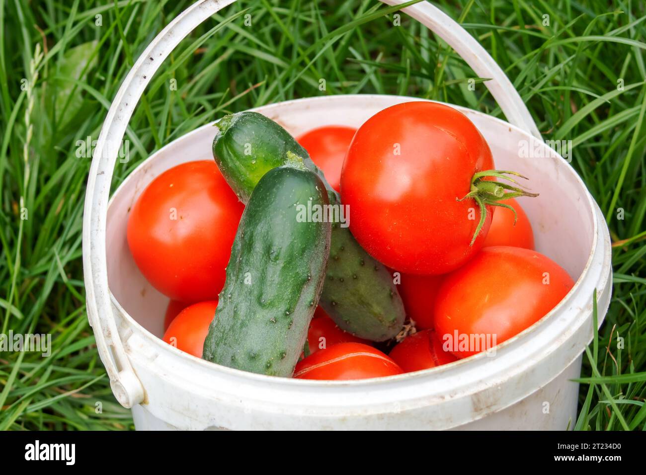 Piccolo secchiello con pomodori e cetrioli sull'erba da vicino Foto Stock