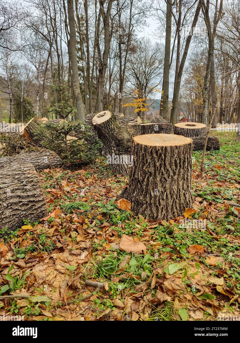 Il tronco di un vecchio albero, segato a pezzi. Preparazione del legno per tritare la legna da ardere. Legna da ardere per l'inverno. I grandi tronchi con anelli annuali si trovano sul Foto Stock