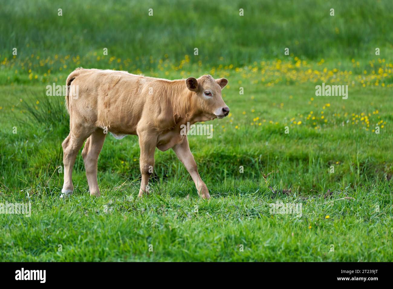 Giovane toro marrone chiaro che attraversa un pascolo con erba verde Foto Stock