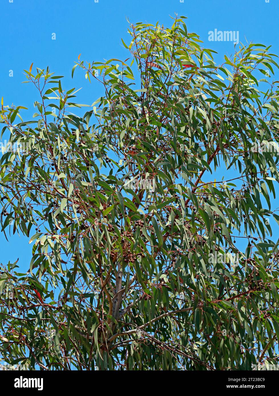Albero di eucalipto con frutta contro il cielo blu, Tilos, Grecia. Foto Stock