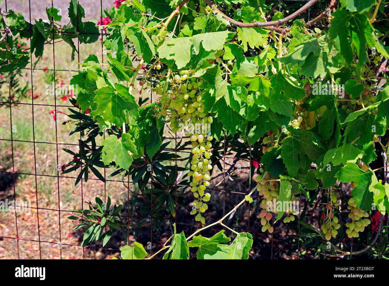 Uva verde che cresce sulla vite, Grecia, 2023 Foto Stock