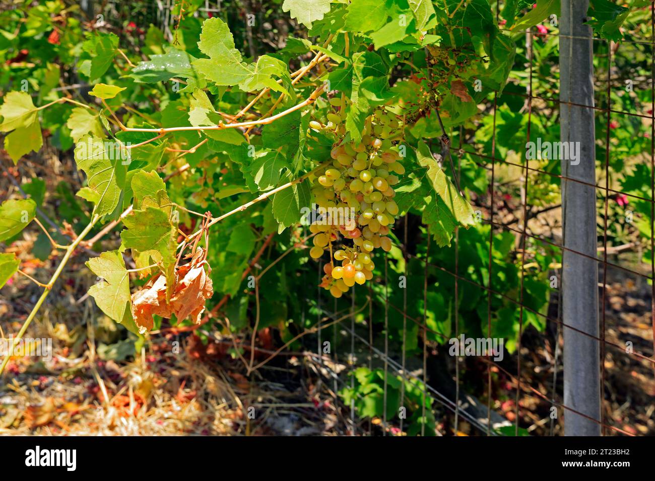 Uva verde che cresce sulla vite, Grecia, 2023 Foto Stock