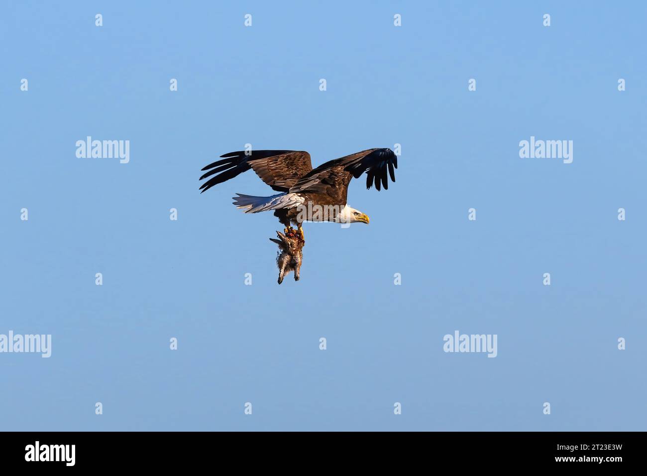 Un'aquila calva che vola con un coniglio appena catturato saldamente nella sua presa. Foto Stock