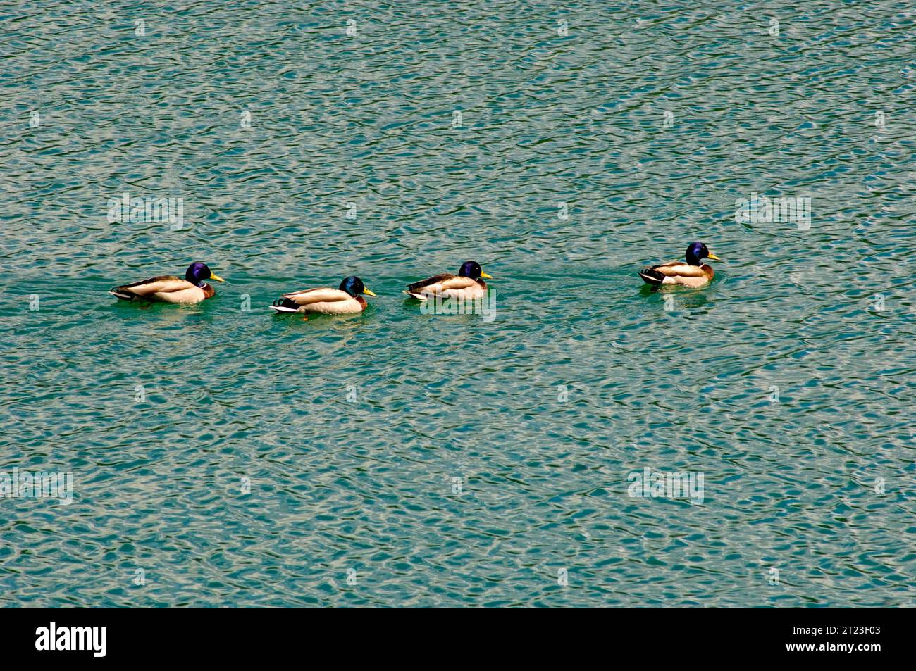 Fila di anatre che nuotano nel lago Pavin in Auvergne, Francia, Foto Stock
