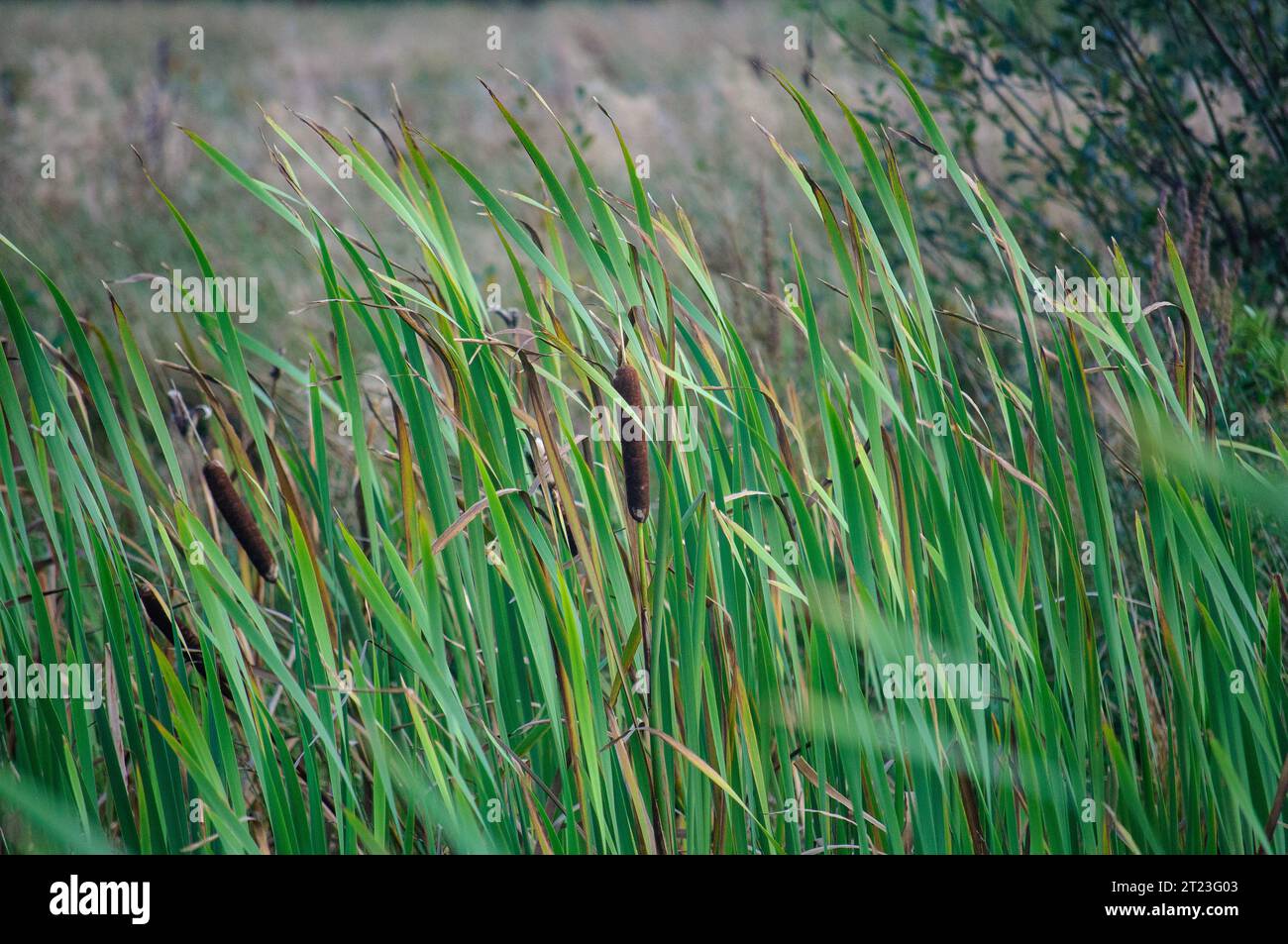 Erba e canne sono una giornata di brivido Foto Stock