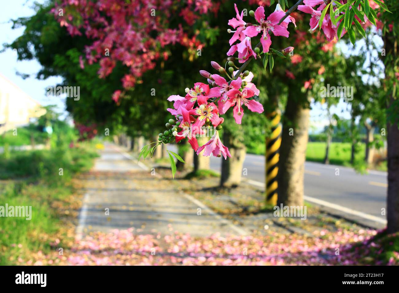 Splendido scenario con fiori fioriti di alberi di seta o di filo di seta e strada, rosa con fiori gialli che fioriscono sui rami Foto Stock