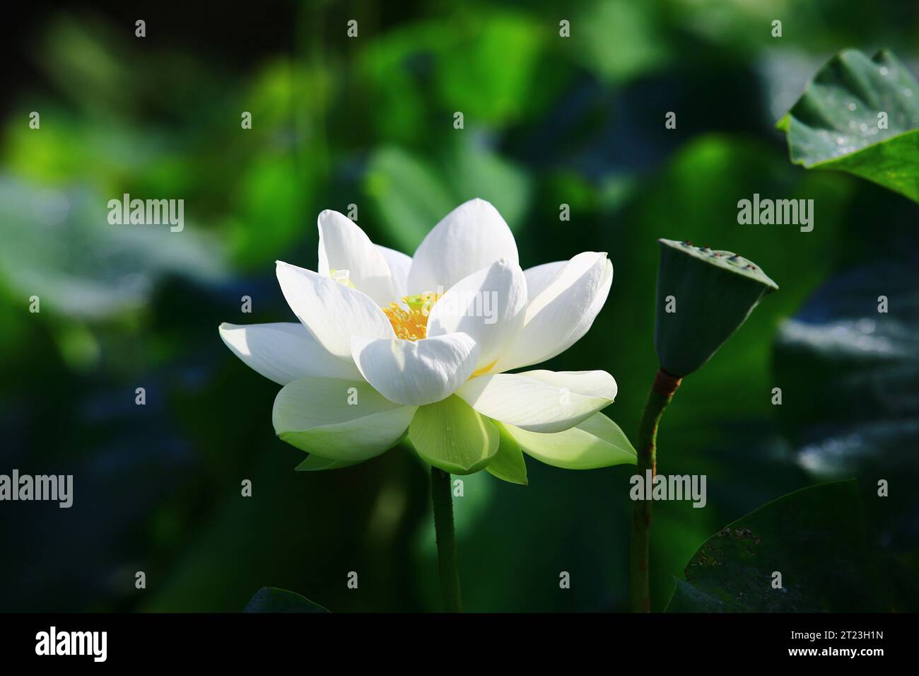 Fiore di loto bianco con foglie verdi che crescono nello stagno Foto Stock