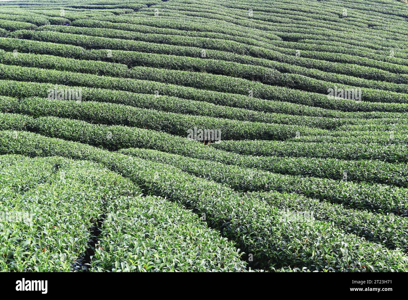 Paesaggio di piantagione di tè con foglie verdi tra la valle Foto Stock