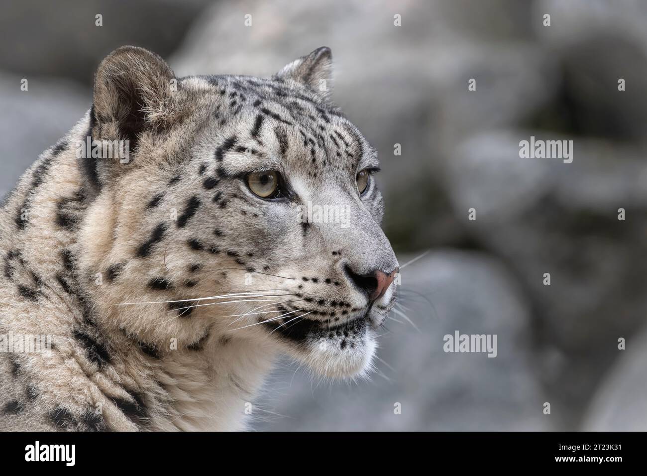 Maschio di snow leopard (profilo) Foto Stock