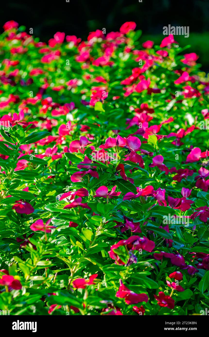 Madagascar periwinkle (Catharanthus roseus) Blooms, 30 settembre 2023, a Mobile, Alabama. Foto Stock