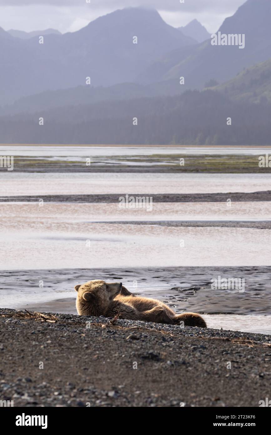 Primo piano dell'orso grizzly adulto, Ursus arctos horribilis, che si sdraiava sulla schiena lungo le rive sabbiose di un fiume con cime di montagna sullo sfondo. Foto Stock