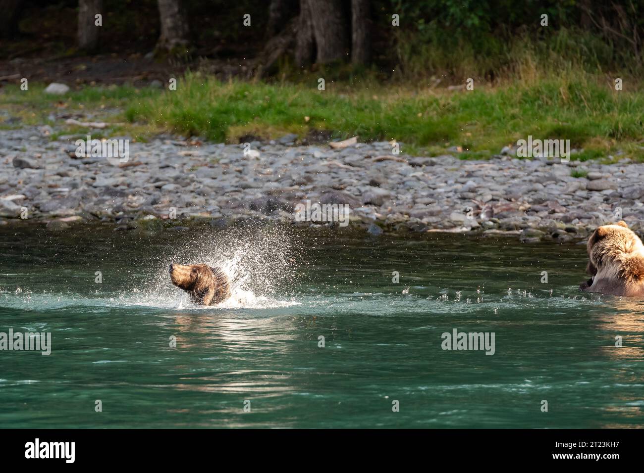 Orsi grizzly selvatici, Ursus arctos horribilis, che giocano nel fiume Foto Stock