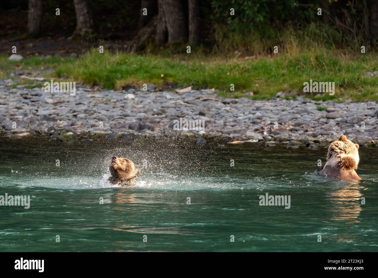 Orsi grizzly selvatici, Ursus arctos horribilis, che giocano nel fiume e scuotono l'acqua Foto Stock