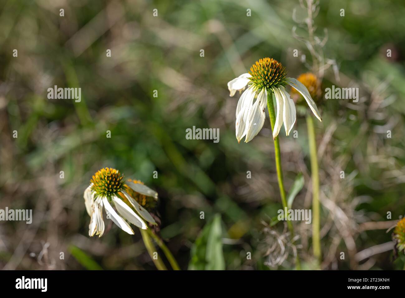 Il coneflower pallido appassito durante l'inizio dell'autunno in Svezia Foto Stock