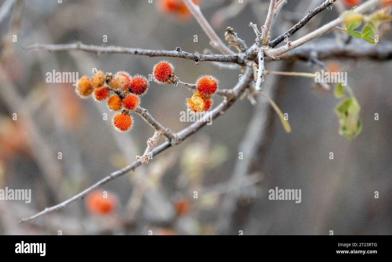 Fuzzy Orange Fruit Burst dalle punte dei rami secchi sull'albero in Big Bend Foto Stock