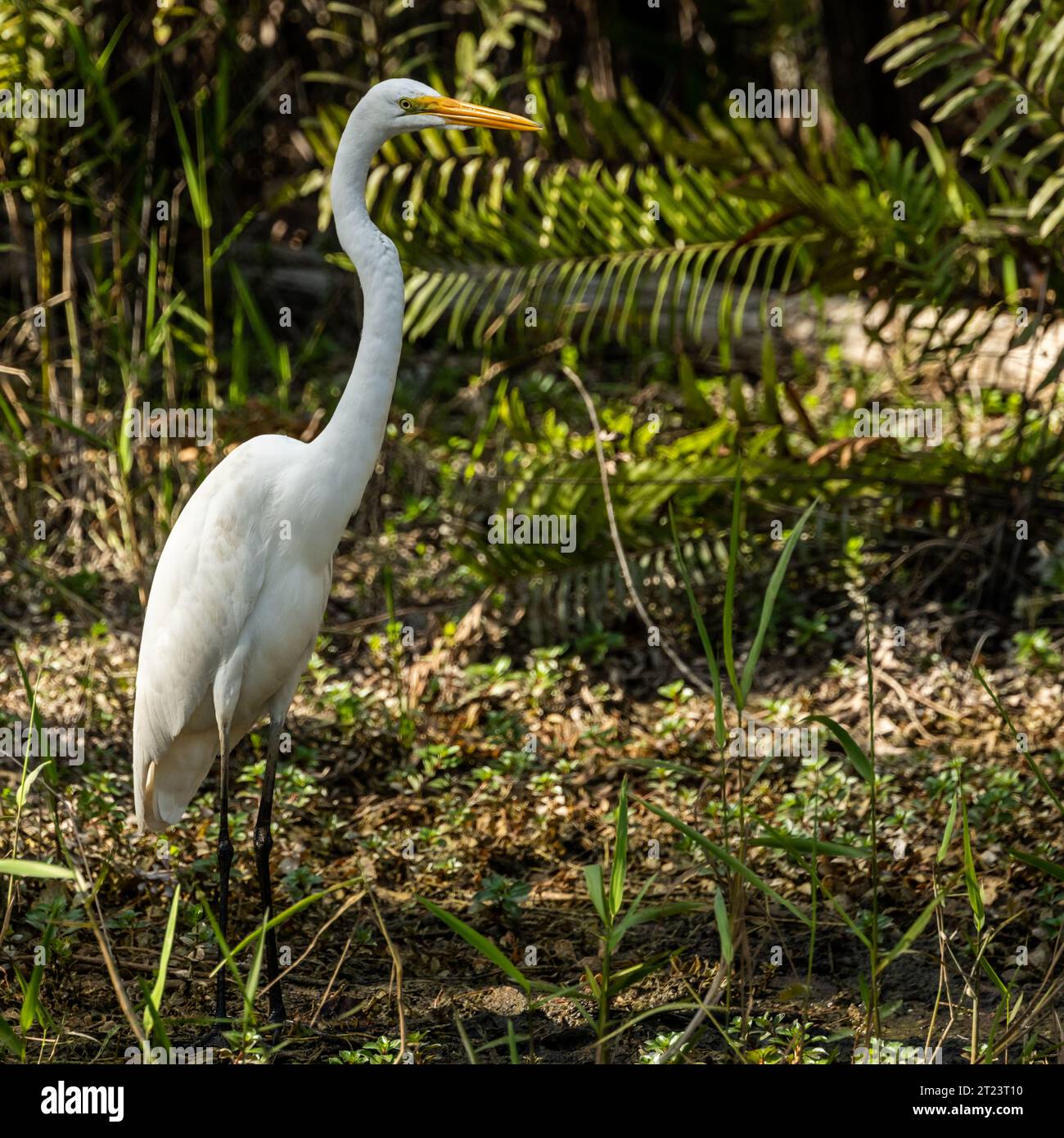 Great Egret si trova all'ombra della foresta di Big Cypress Foto Stock