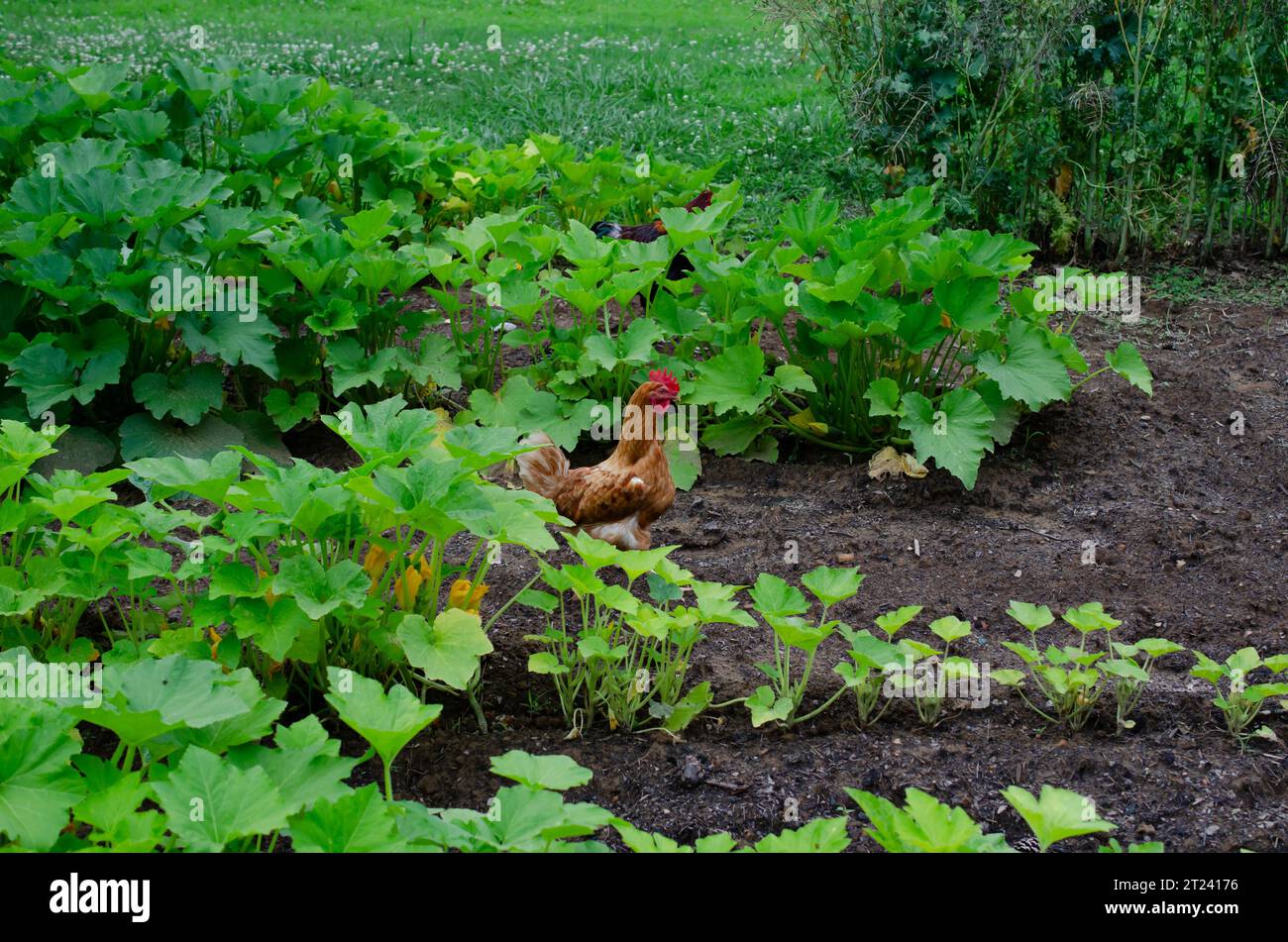 Orto casereccio con gallina e gallo. Giardino biologico all'aperto con piante di squash in crescita. Giardino naturale sul retro. Foto Stock