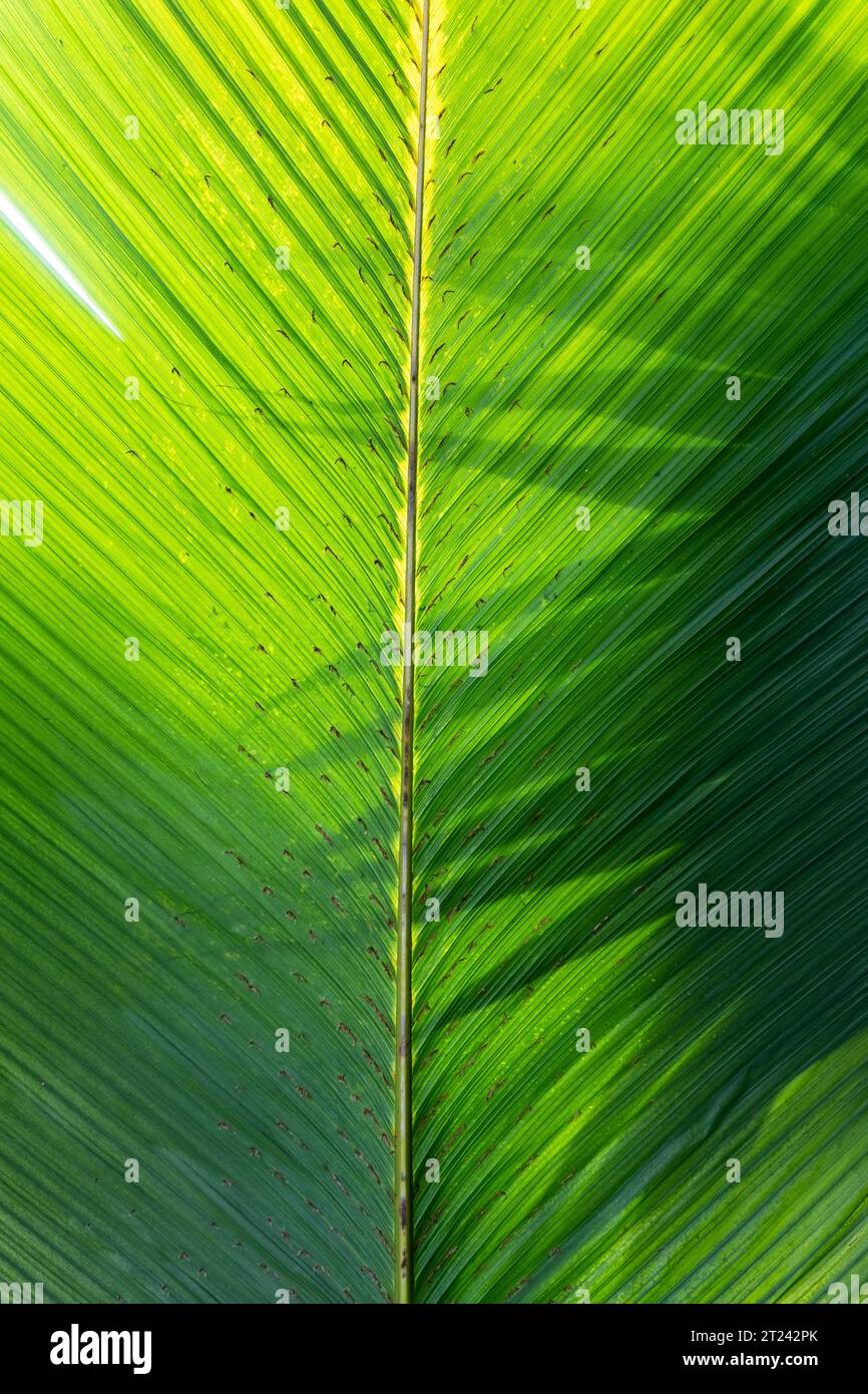 Splendido sfondo con foglie di banana, decorazioni in verde naturale, botanica floristica e fogliame, spazio per i testi pubblicitari o promozionali. Foto Stock