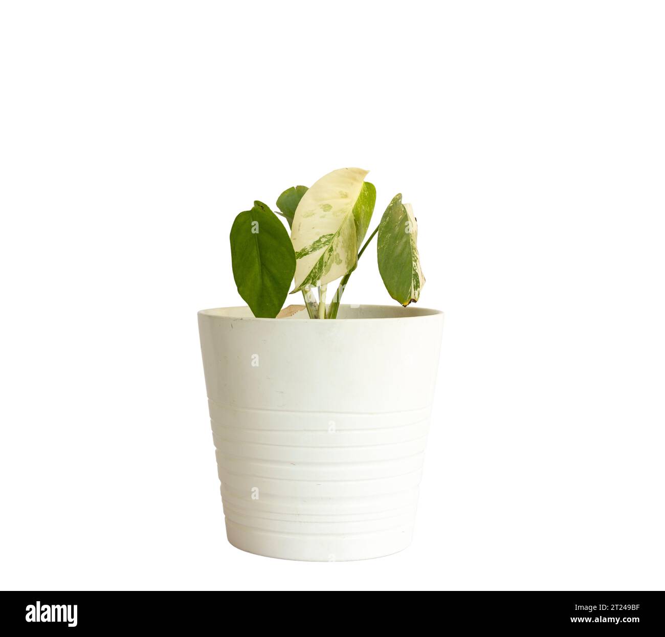 Pianta variegata di Monstera Albo con foglia di scottatura solare in un vaso di ceramica bianca isolato su fondo bianco Foto Stock