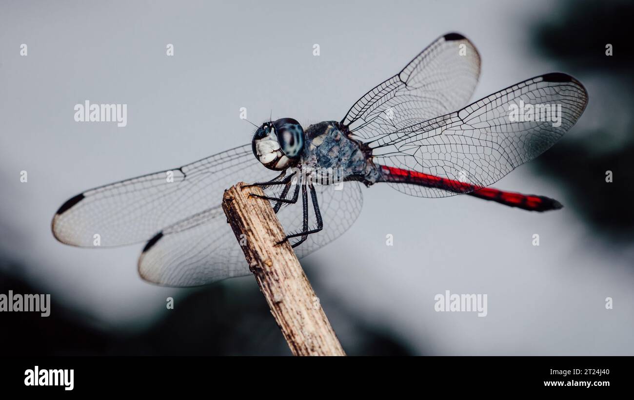 Primo piano di Dragonfly arroccato su un ramo di albero, legno secco e sfondo naturale, fuoco selettivo, macro di insetti, insetti colorati in Thailandia. Foto Stock