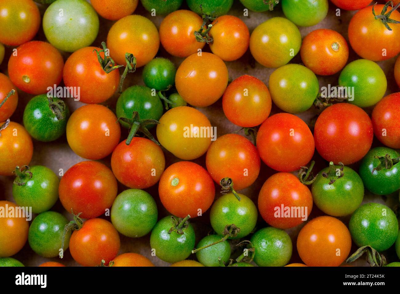 Pomodori ciliegini coltivati con metodo biologico in varie fasi di maturazione Foto Stock