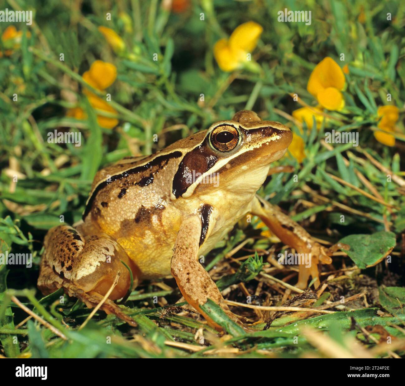 Rana dalmata in un prato. La rana dalmata ha gambe posteriori particolarmente lunghe. Rana dalmatina Austria, Parco Nazionale del Lago di Neusiedl Foto Stock