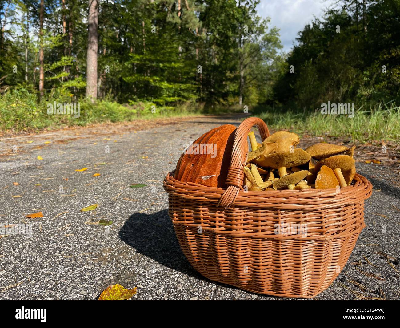 Un cestino pieno di funghi su una strada forestale Foto Stock