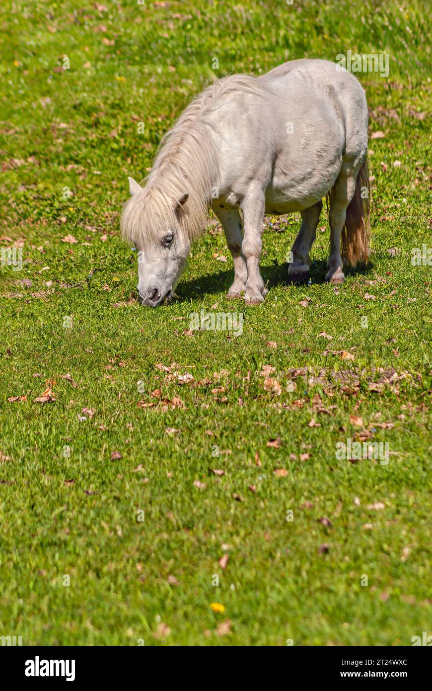 Puledro bianco in miniatura in piedi sul prato Foto Stock