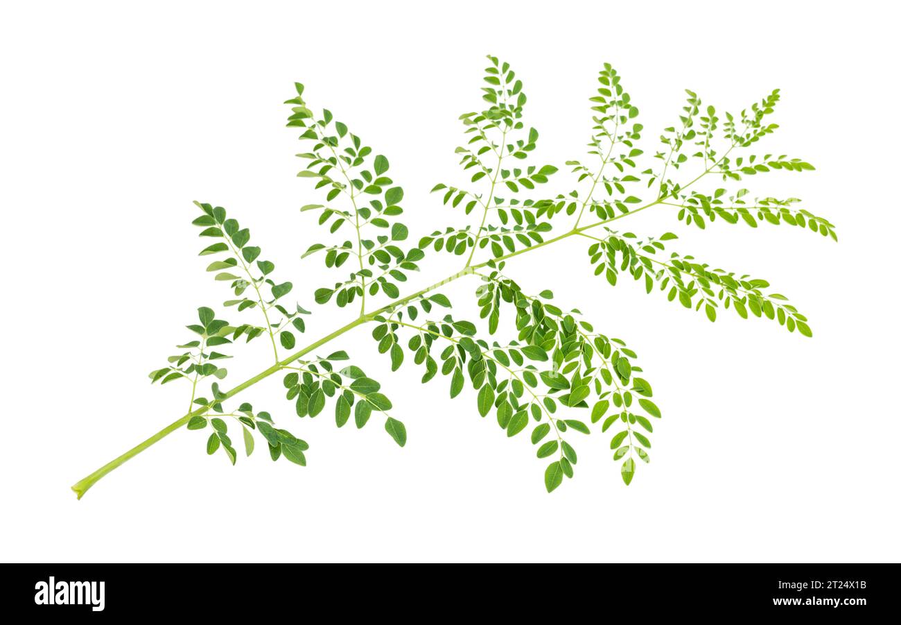 Moringa oleifera foglie di bastone isolato su sfondo bianco Foto Stock