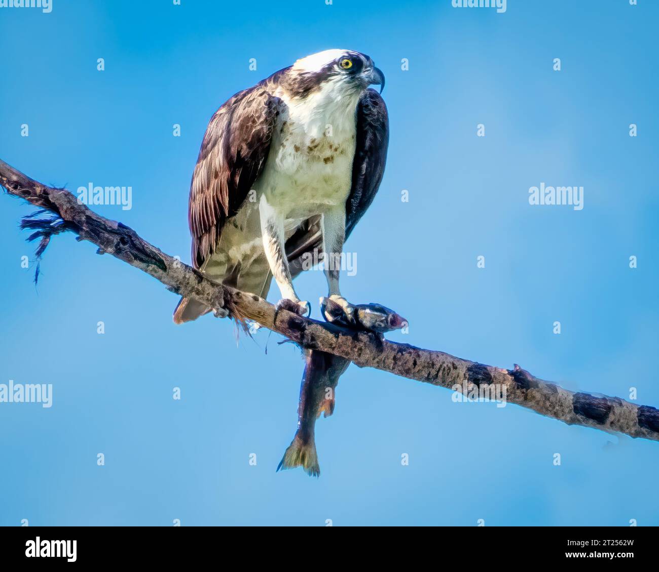 Osprey arroccato su un ramo con un pesce, British Columbia, Canada Foto Stock