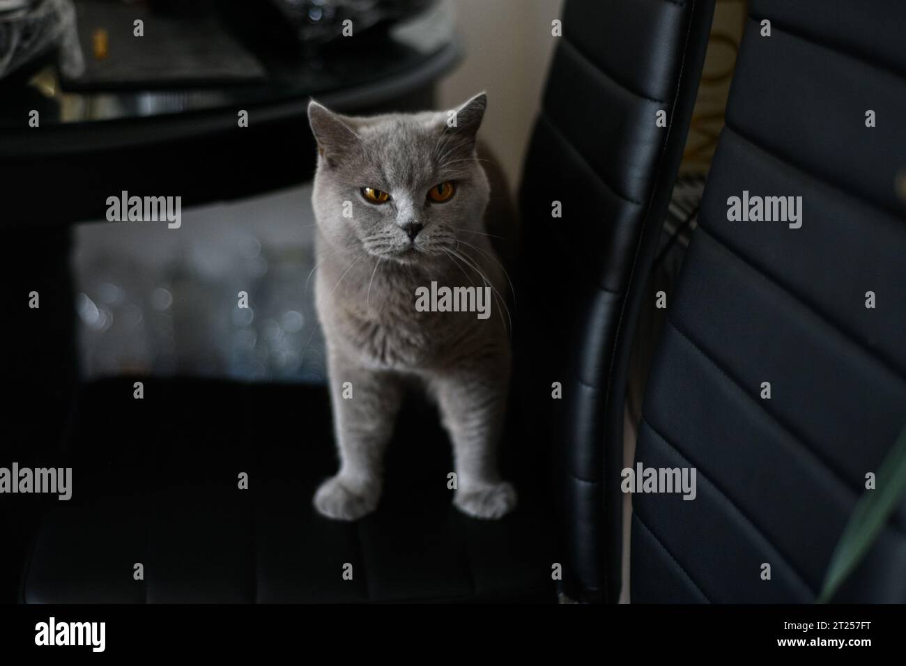 Primo piano di un gatto grigio sulla sedia della sala da pranzo Foto Stock