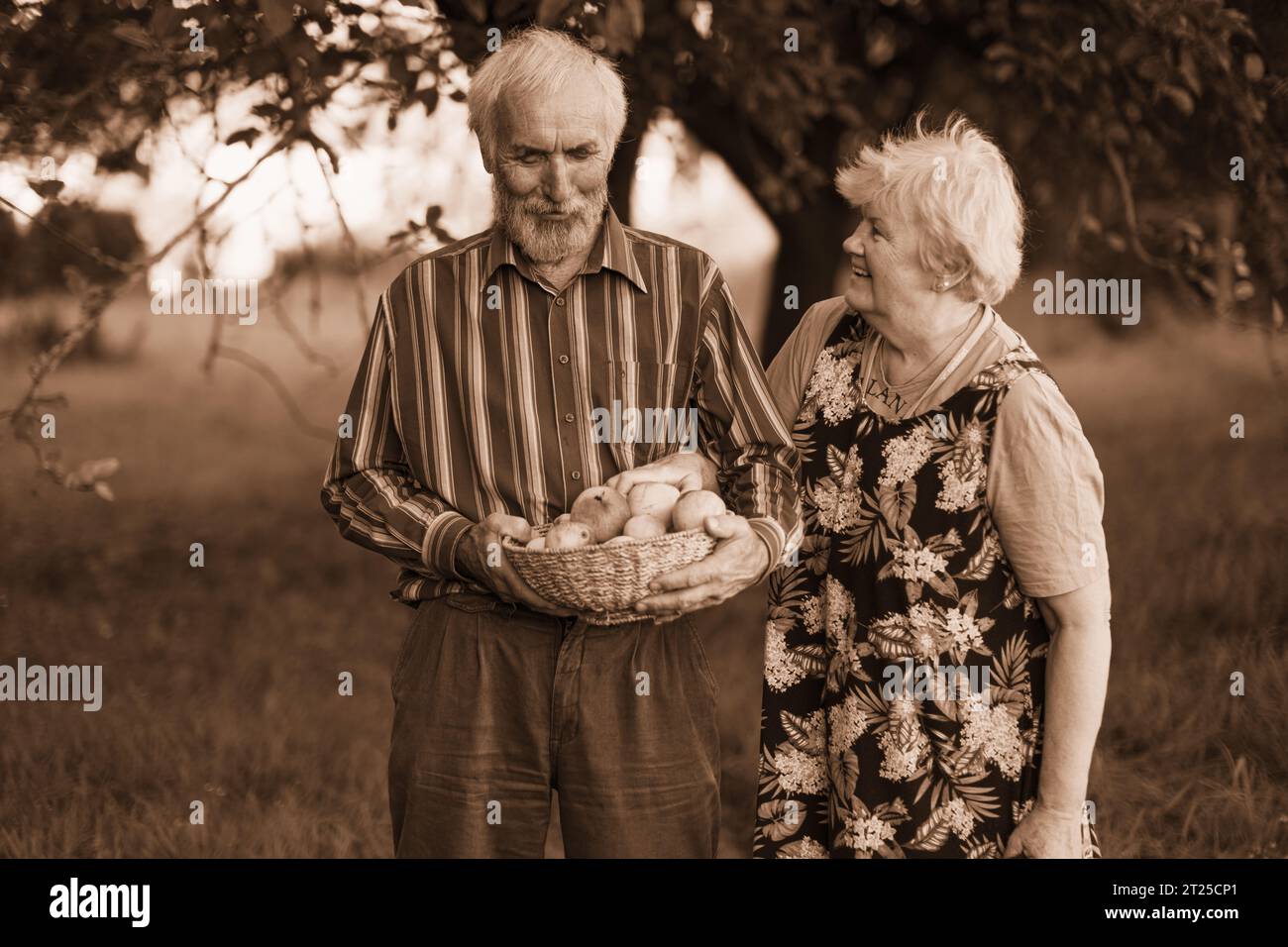 Un paio di persone anziane che raccolgono allegramente mele in un ombroso frutteto all'inizio dell'autunno. Anziani sani e ben educati godono la vita. Foto Stock