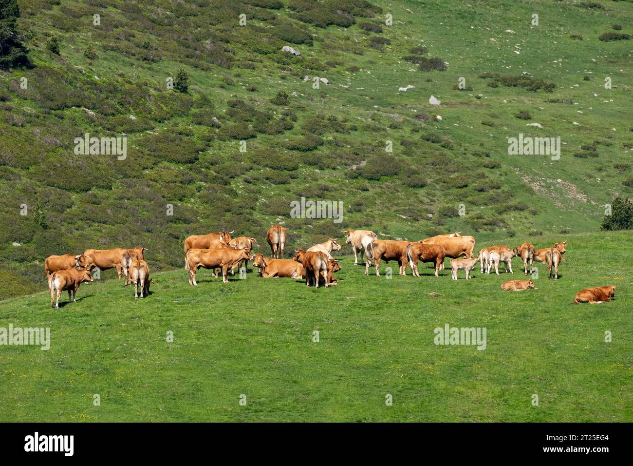 Mucche che pascolano su un versante montano fotografate nei Pirenei, in Spagna. Foto Stock