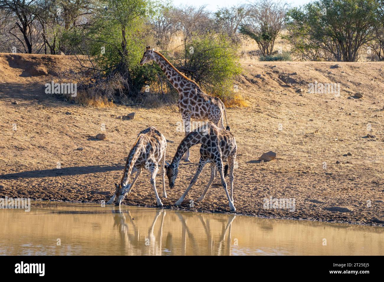 Giraffa nubiana (Giraffa camelopardalis), nota anche come giraffa di Baringo o giraffa uganda madre e sua prole acqua potabile fotografata a Etos Foto Stock
