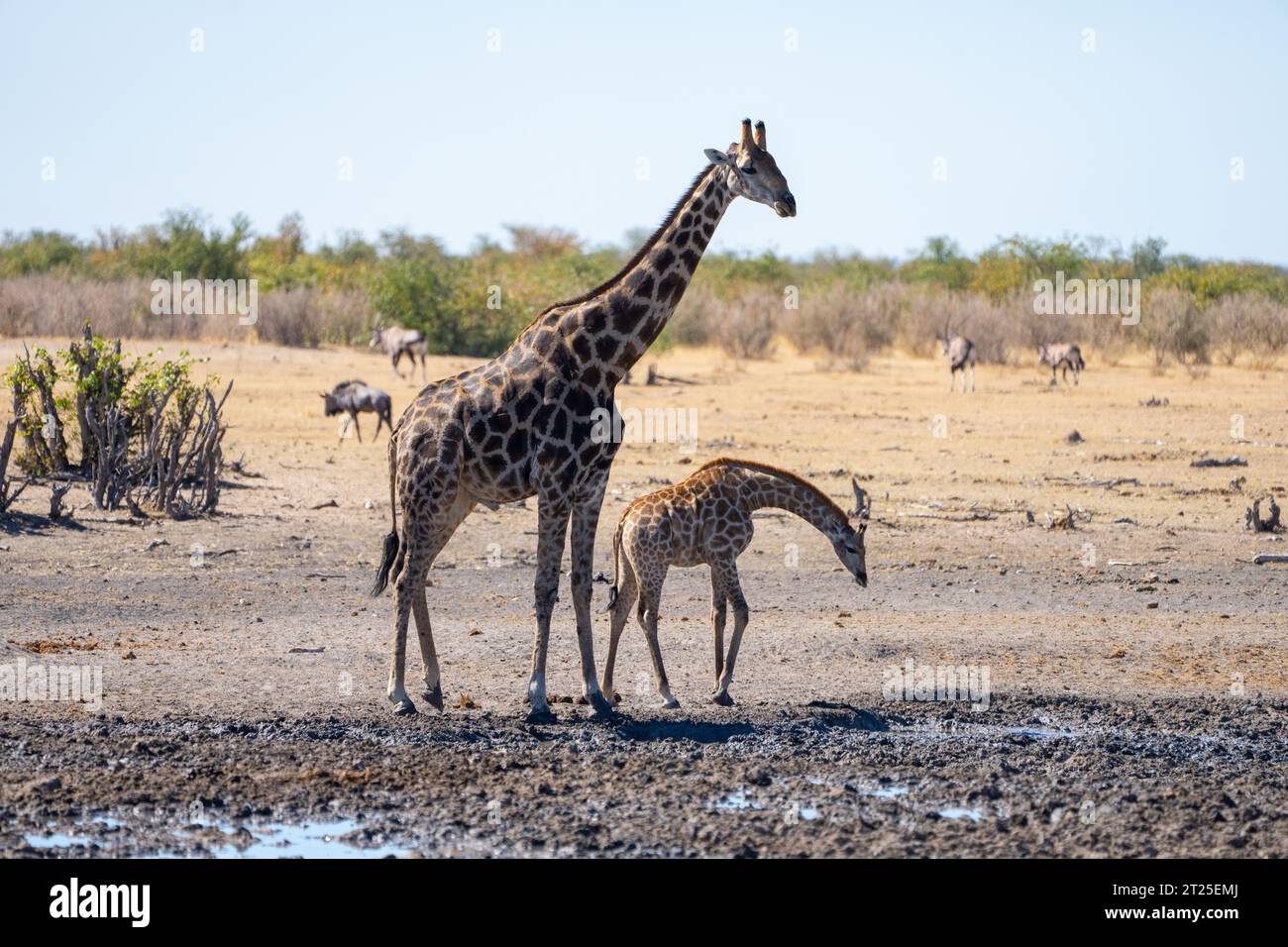 Giraffa nubiana (Giraffa camelopardalis), nota anche come giraffa di Baringo o giraffa uganda madre e sua prole acqua potabile fotografata a Etos Foto Stock