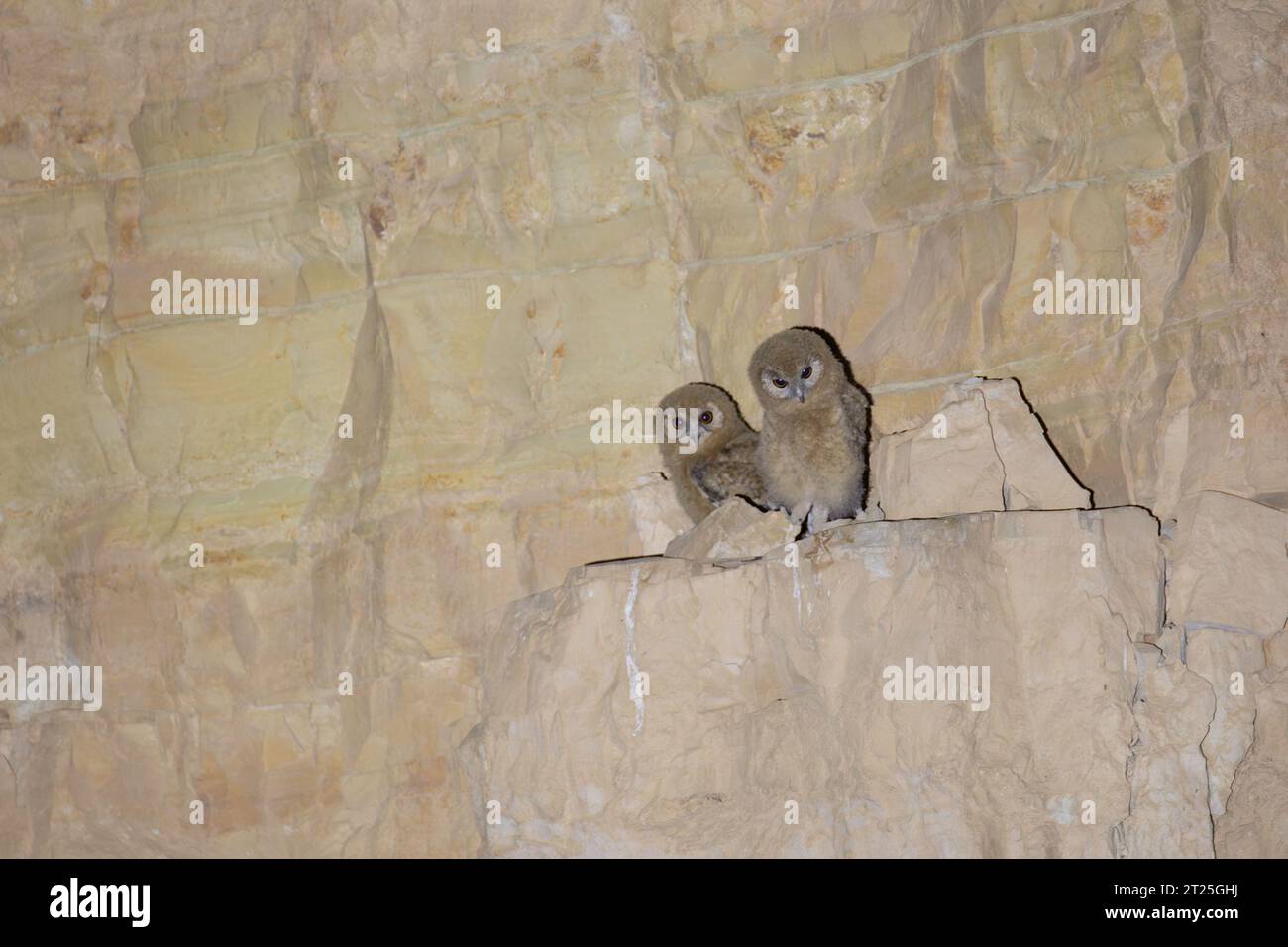 Il gufo del deserto o gufo tawny del deserto (Strix hadorami), جغد بیابانی precedentemente conosciuto come gufo di Hume, è una specie di gufo. E' strettamente correlato a più Foto Stock