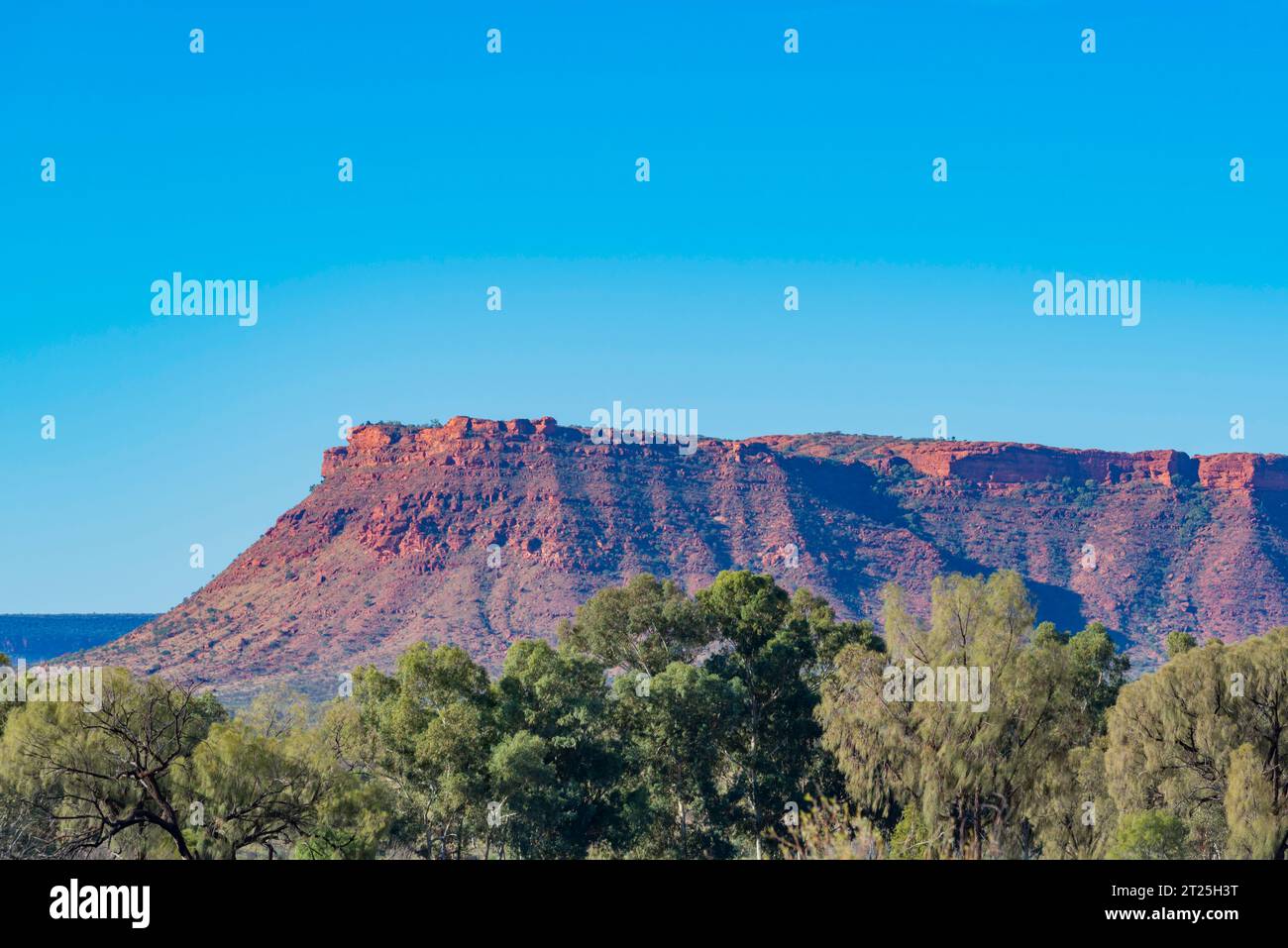 Gorge Gill Range vicino al Kings Canyon (Watarrka) territorio del Nord, Australia, con alberi di quercia del deserto (Allocasuarina decaisneana) in primo piano Foto Stock