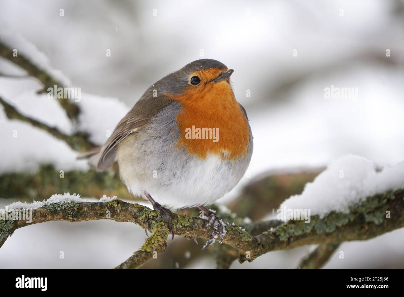 Robin (erithacus rubecula) su un albero nella neve, Germania, Renania settentrionale-Vestfalia Foto Stock
