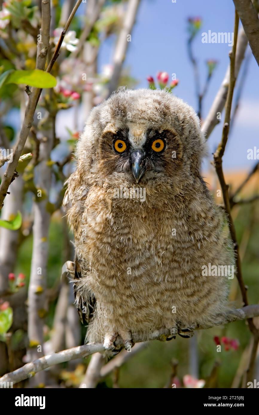Il gufo dalle orecchie lunghe (Asio otus بومة أذناء ), noto anche come gufo dalle orecchie lunghe settentrionali o, più informalmente, come gufo corno minore o gufo gatto, è un m Foto Stock