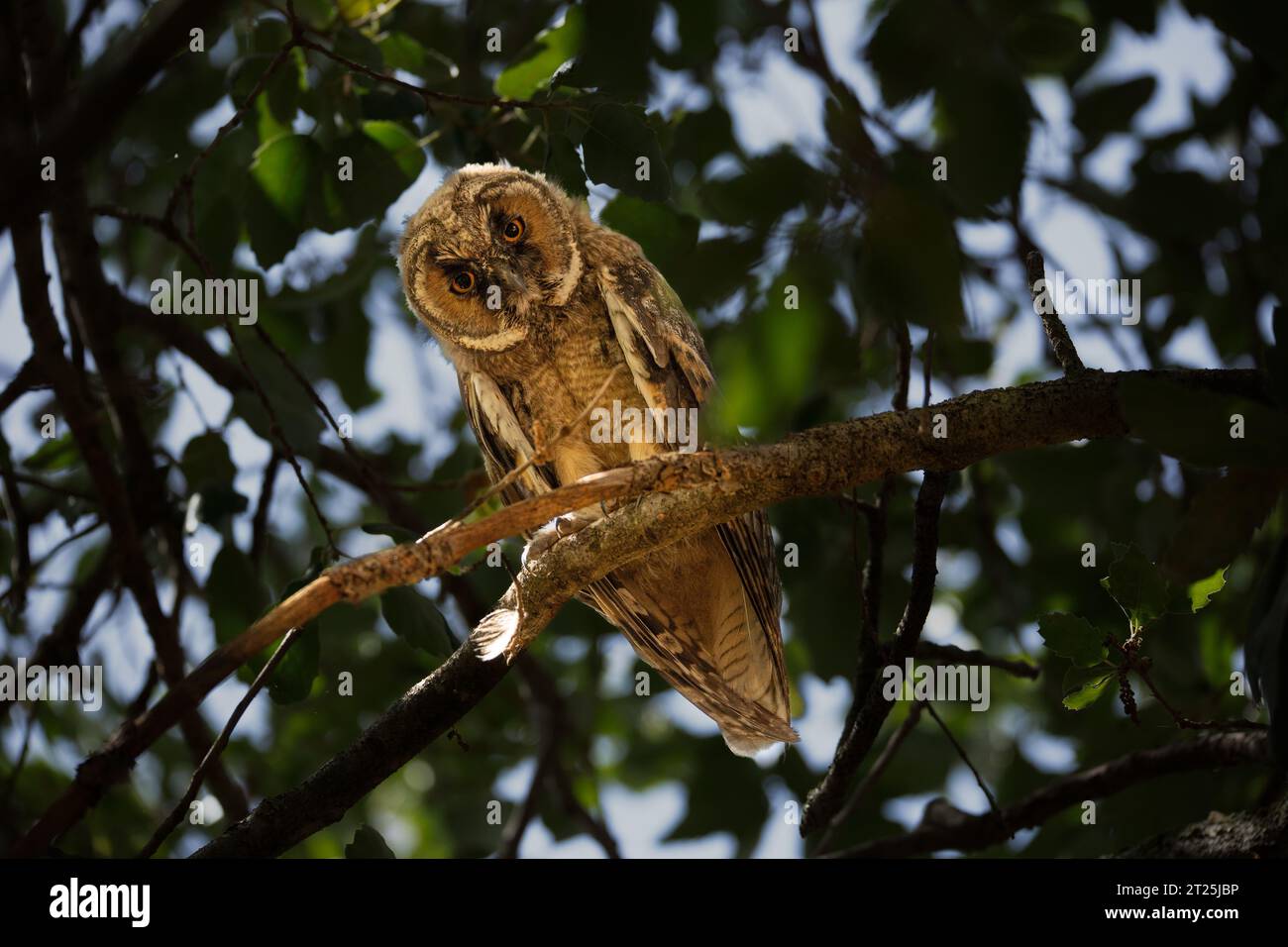 Il gufo dalle orecchie lunghe (Asio otus بومة أذناء ), noto anche come gufo dalle orecchie lunghe settentrionali o, più informalmente, come gufo corno minore o gufo gatto, è un m Foto Stock