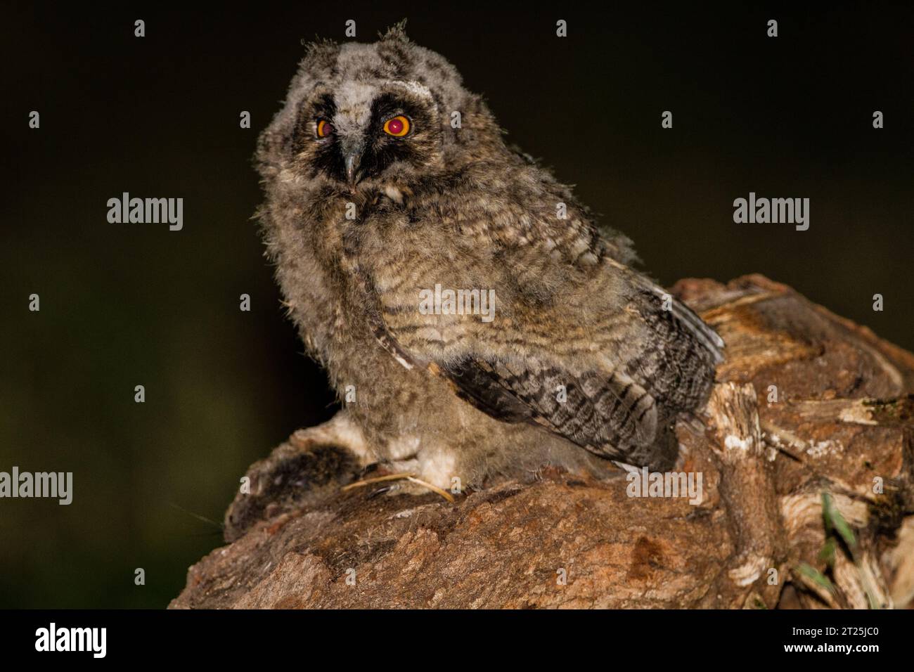 Il gufo dalle orecchie lunghe (Asio otus بومة أذناء ), noto anche come gufo dalle orecchie lunghe settentrionali o, più informalmente, come gufo corno minore o gufo gatto, è un m Foto Stock