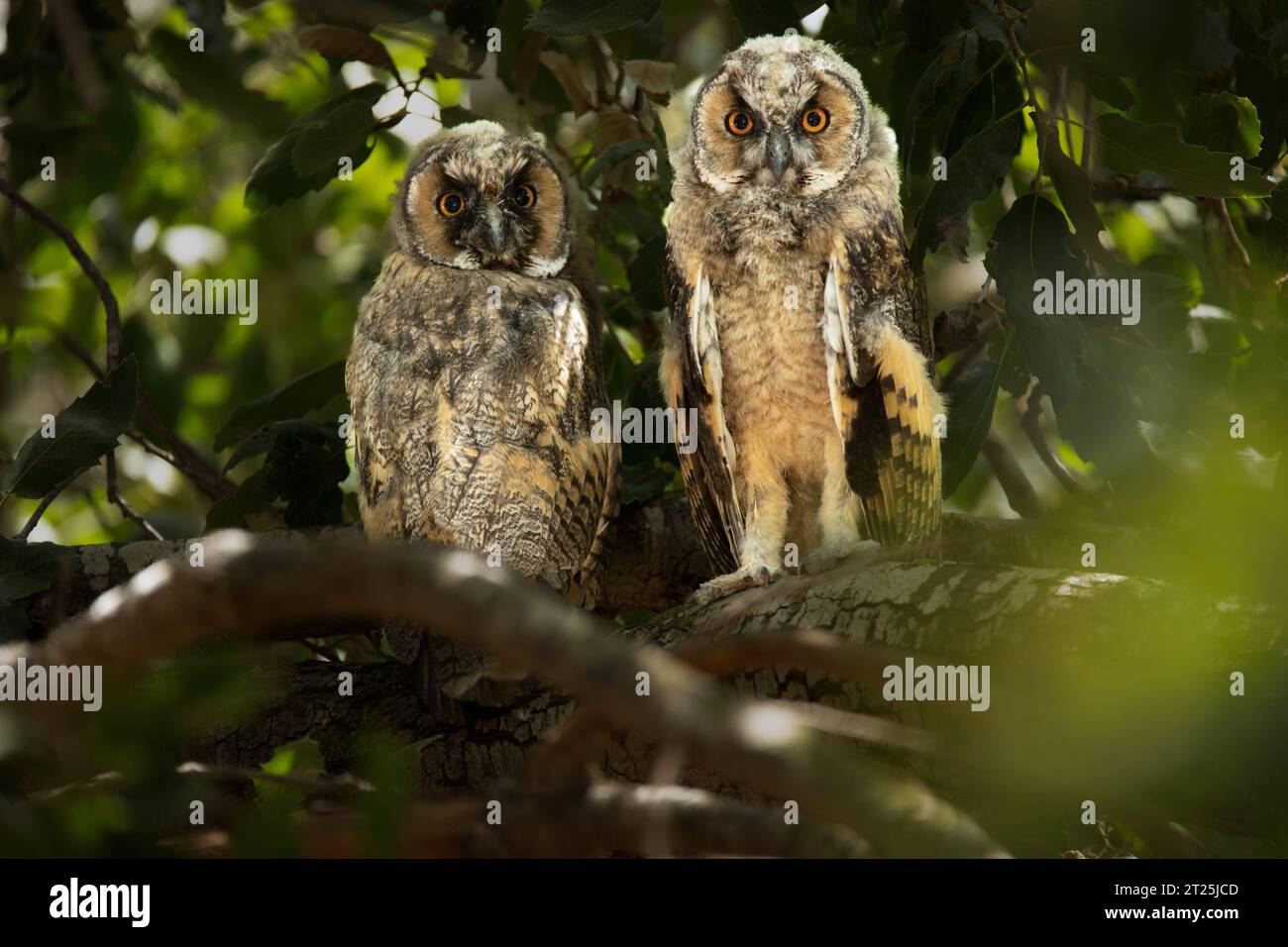 Il gufo dalle orecchie lunghe (Asio otus بومة أذناء ), noto anche come gufo dalle orecchie lunghe settentrionali o, più informalmente, come gufo corno minore o gufo gatto, è un m Foto Stock