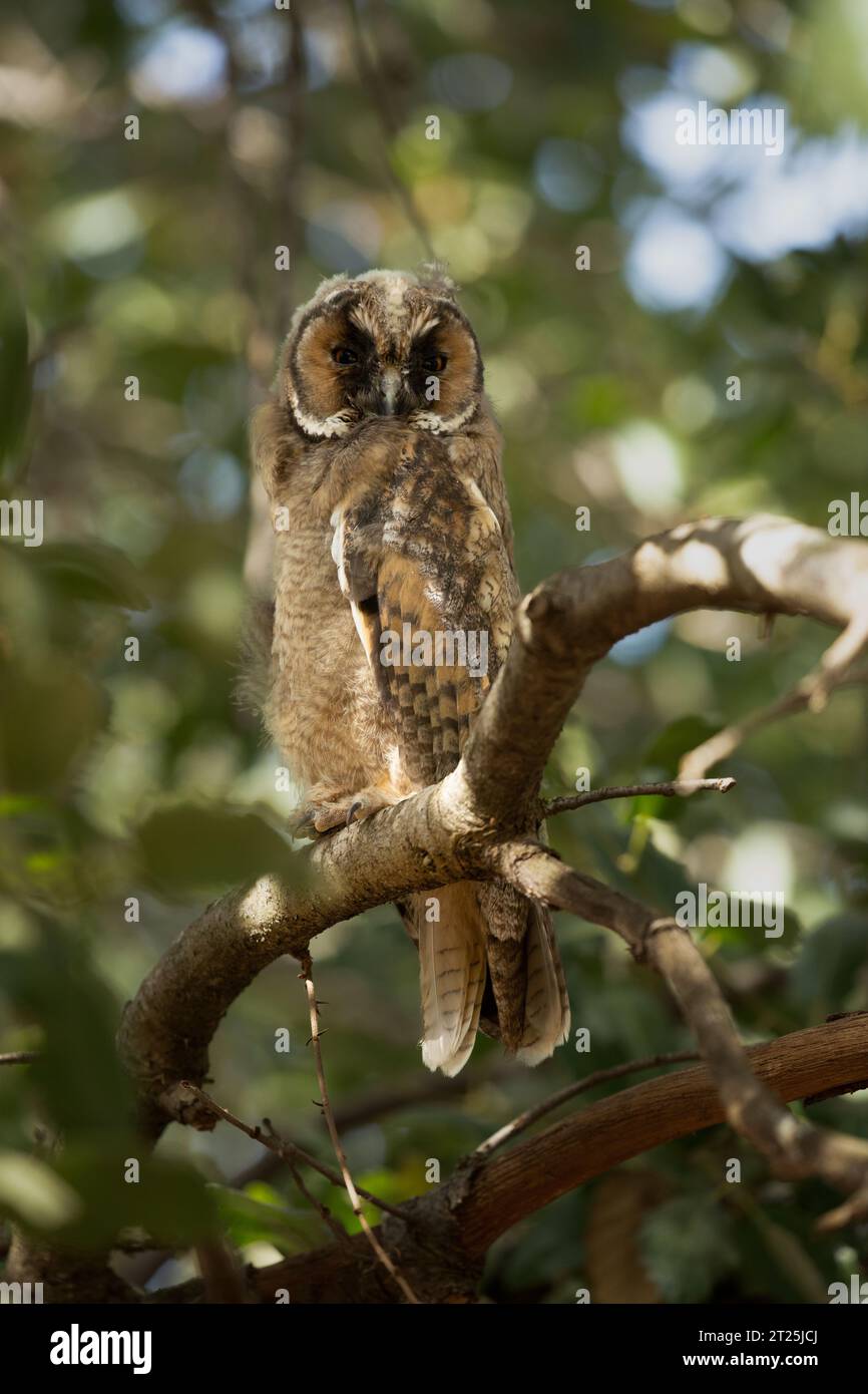 Il gufo dalle orecchie lunghe (Asio otus بومة أذناء ), noto anche come gufo dalle orecchie lunghe settentrionali o, più informalmente, come gufo corno minore o gufo gatto, è un m Foto Stock