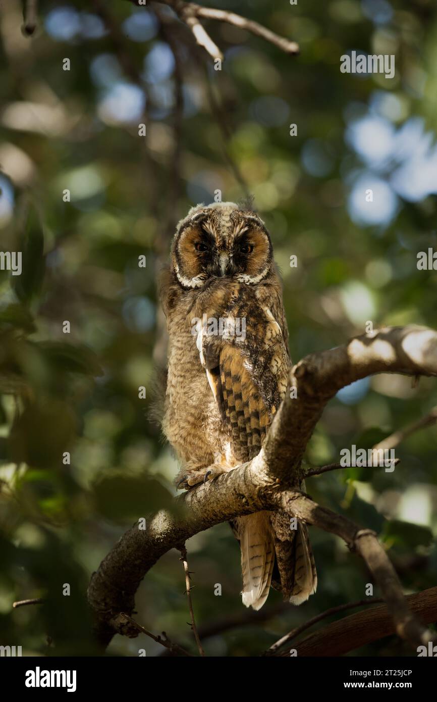 Il gufo dalle orecchie lunghe (Asio otus بومة أذناء ), noto anche come gufo dalle orecchie lunghe settentrionali o, più informalmente, come gufo corno minore o gufo gatto, è un m Foto Stock
