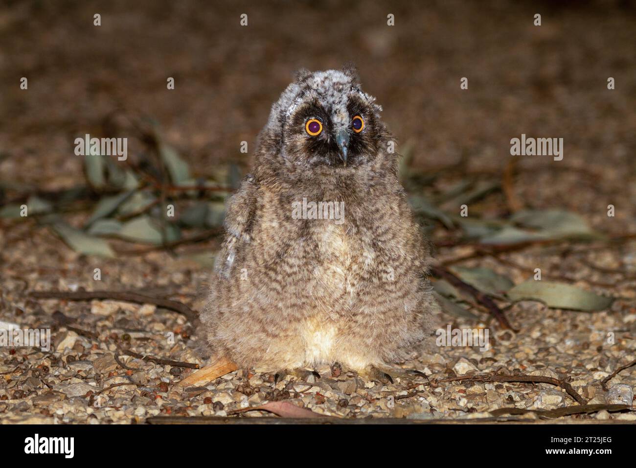 Il gufo dalle orecchie lunghe (Asio otus بومة أذناء ), noto anche come gufo dalle orecchie lunghe settentrionali o, più informalmente, come gufo corno minore o gufo gatto, è un m Foto Stock